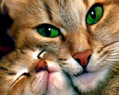 Купити Набір алмазної мозаїки 40х50 см. Кішка з кошеням (мозаїка за номерами на полотні) квадратні камінчики, повна викладка полотна  в Україні